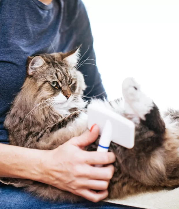 Veterinary Cystoscopy Clinical Procedure Steps