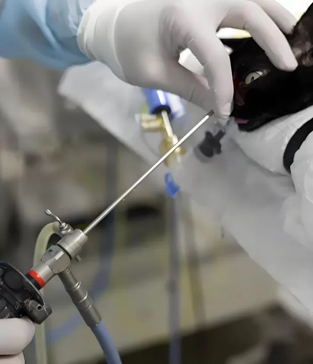 Veterinary Gastroscope Clinical Procedure Steps