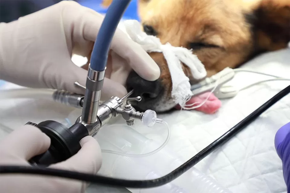 Uses of Pet Inspection Endoscope